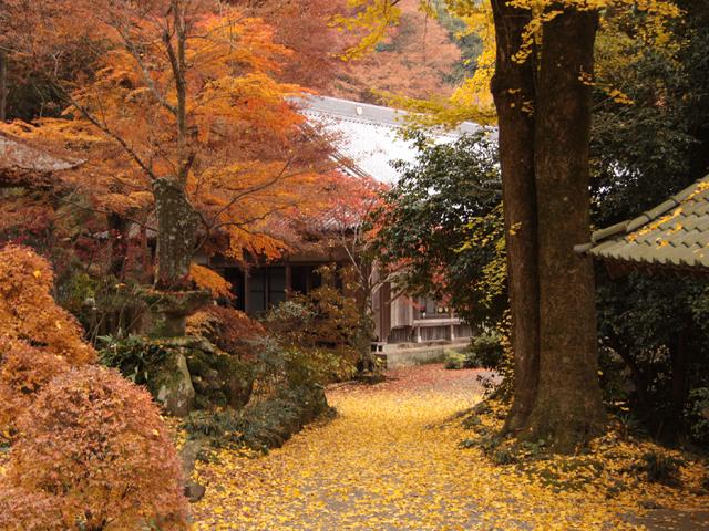 &lt;font color=&quot;#800000&quot;&gt;&lt;strong&gt;長安寺&lt;/strong&gt;&lt;/font&gt;（豊後高田市）&lt;br&gt;六郷満山中山本寺として栄えた寺。保管されている太郎天二童子立像は、19枚の銅板法華経とともに国の重要文化財に指定されています。境内には四季の植物が植えられており、桜や彼岸花、秋には紅葉、冬には椿など季節の花々が咲く花の寺として知られています。&lt;br&gt;&lt;hr&gt;&lt;span style=&quot;font-size:14px;&quot;&gt;【DATA】&lt;br /&gt; 住所／豊後高田市加礼川635&lt;br&gt;電話／0978-27-3842&lt;br&gt;見頃／11月下旬～12月上旬&lt;br&gt;&lt;a href=&quot;https://www.city.bungotakada.oita.jp/site/showanomachi/1264.html&quot; target=&quot;_blank&quot;&gt;&lt;font color=&quot;#0033ff&quot;&gt;詳細はこちら&lt;/font&gt;&lt;/a&gt;&lt;/span&gt;