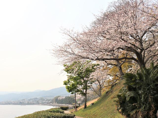 &lt;font color=&quot;#EE82EE&quot;&gt;&lt;strong&gt;日出城址「城下公園」&lt;/strong&gt;&lt;/font&gt;（日出町）&lt;br&gt;海岸に建つ日出藩の城址で、現存する城壁と復元された櫓が残っています。城下公園には約100本の桜の木が植えられており、開花の時期になると海岸沿いの遊歩道を歩きながら桜が楽しめます。桜と海とお城の組み合わせはとても綺麗です！&lt;hr&gt;&lt;span style=&quot;font-size:14px;&quot;&gt;【DATA】&lt;br /&gt; 花の種類／ソメイヨシノ&lt;br&gt;見頃／3月下旬～4月上旬&lt;br&gt;住所／日出町2610-1&lt;br&gt;電話／0977-72-4255（ひじ町ﾂｰﾘｽﾞﾑ協会）&lt;br&gt;駐車場／二の丸館P利用&lt;br&gt;アクセス／日出ICから車で約5分&lt;br&gt;&lt;a href=&quot;https://hijinavi.com/spots/detail/1&quot; target=&quot;_blank&quot;&gt;&lt;font color=&quot;#0033ff&quot;&gt;詳細はこちら&lt;/font&gt;&lt;/a&gt;&lt;/span&gt;