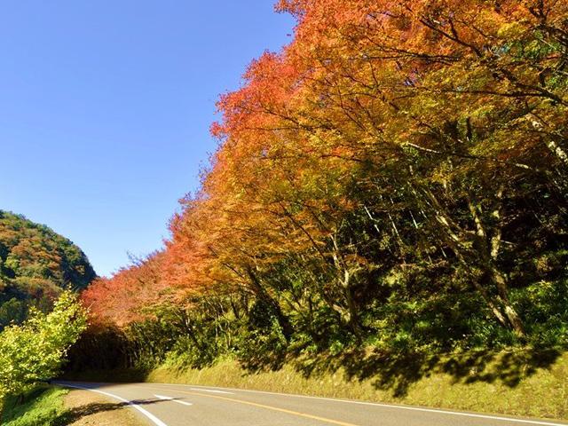 &lt;font color=&quot;#800000&quot;&gt;&lt;strong&gt;ひさしもみじ&lt;/strong&gt;&lt;/font&gt;（中津市）&lt;br&gt;深耶馬渓への玄関口、県道28号沿いにある「ひさしもみじ」。その名のごとくまるで“ひさし”のように張り出したもみじが100mに渡ってつづきます。紅葉の時期にはライトアップも行われ、昼とはまた違った幻想的で美しい夜の紅葉も楽しむことができます。&lt;br&gt;&lt;hr&gt;&lt;span style=&quot;font-size:14px;&quot;&gt;【DATA】&lt;br /&gt; 住所／中津市耶馬溪町深耶馬&lt;br&gt;電話／0979-64-6565（中津耶馬渓観光協会）&lt;br&gt;見頃／11月上旬～11月中旬&lt;br&gt;&lt;a href=&quot;https://nakatsuyaba.com/?introduce=hisashimomiji&quot; target=&quot;_blank&quot;&gt;&lt;font color=&quot;#0033ff&quot;&gt;詳細はこちら&lt;/font&gt;&lt;/a&gt;&lt;/span&gt;