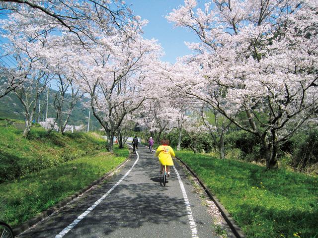 &lt;font color=&quot;#EE82EE&quot;&gt;&lt;strong&gt;メイプル耶馬ｻｲｸﾘﾝｸﾞﾛｰﾄﾞ&lt;/strong&gt;&lt;/font&gt;（中津市）&lt;br&gt;日本遺産「やばけい遊覧」にも登場する景勝地に沿った、全長約36kmの風光明媚なサイクリングコース。春には桜のトンネルが沿道を彩ります。&lt;hr&gt;&lt;span style=&quot;font-size:14px;&quot;&gt;【DATA】&lt;br /&gt; 花の種類／桜&lt;br&gt;見頃／3月下旬～4月上旬&lt;br&gt;住所／中津駅～旧守実温泉駅&lt;br&gt;電話／0979-54-2700（耶馬溪ｻｲｸﾘﾝｸﾞﾀｰﾐﾅﾙ）&lt;br&gt;駐車場／あり&lt;br&gt;アクセス／中津ICまたは玖珠ICから車で約35分&lt;br&gt;&lt;a href=&quot; https://nakatsuyaba.com/?introduce=cyclingroad &quot; target=&quot;_blank&quot;&gt;&lt;font color=&quot;#0033ff&quot;&gt;詳細はこちら&lt;/font&gt;&lt;/a&gt;&lt;/span&gt;