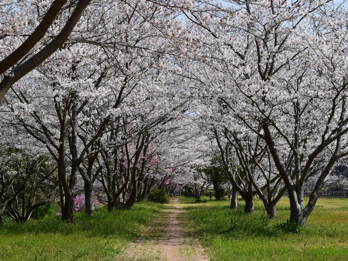 &lt;font color=&quot;#ff00ff&quot;&gt;&lt;strong&gt;桜づつみ公園&lt;/strong&gt;&lt;/font&gt;（宇佐市）&lt;br&gt;花の種類：ソメイヨシノ、八重桜&lt;br&gt;見頃：3月下旬～4月上旬&lt;br&gt;駅館川沿い約2kmにわたって桜が植えられているスポット。インスタ映え必至な「桜のトンネル」や、広い敷地に桜が点在するお花見にピッタリな広場があります。川の対岸から桜並木の様子を眺めるのもおすすめです。&lt;hr&gt;&lt;span style=&quot;font-size:14px;&quot;&gt;&lt;strong&gt;【DATA】&lt;/strong&gt;&lt;br /&gt;住所／大分県宇佐市別府347-1&lt;br&gt;電話／0978-27-8171（宇佐市観光・ブランド課）&lt;br&gt;駐車場／あり&lt;br&gt;交通アクセス／宇佐ICから車で約7分、JR宇佐駅から車で約13分&lt;br &gt;&lt;a href=&quot; https://www.city.usa.oita.jp/tourist/whatsnew/kakoshinchaku/9963.html &quot; target=&quot;_blank&quot;&gt;&lt;font color=&quot;#0033ff&quot;&gt;詳細はこちら&lt;/font&gt;&lt;/a&gt;&lt;/span&gt;&lt;br&gt;&lt;br&gt;