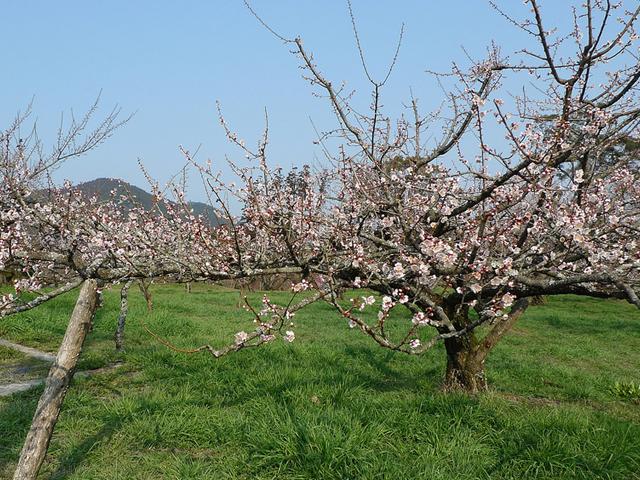 &lt;font color=&quot;#EE82EE&quot;&gt;&lt;strong&gt;おおくぼ台梅園&lt;/strong&gt;&lt;/font&gt;（日田市）&lt;br&gt;「豊後・大山 ひびきの郷」に隣接する梅林で、8haの敷地に白や淡いピンクなど約6,000本の梅の木があります。春の訪れが近づく頃、近くの「ふるや台梅園」と共に、美しい花を咲かせ、辺り一面に梅の良い香りが漂います。&lt;hr&gt;&lt;span style=&quot;font-size:14px;&quot;&gt;【DATA】&lt;br /&gt; 花の種類／梅&lt;br&gt;見頃／2月下旬～3月中旬&lt;br&gt;住所／日田市大山町西大山&lt;br&gt;電話／0973-52-3101（日田市大山振興局）&lt;br&gt;駐車場／170台&lt;br&gt;アクセス／日田ICから車で約25分&lt;br&gt;