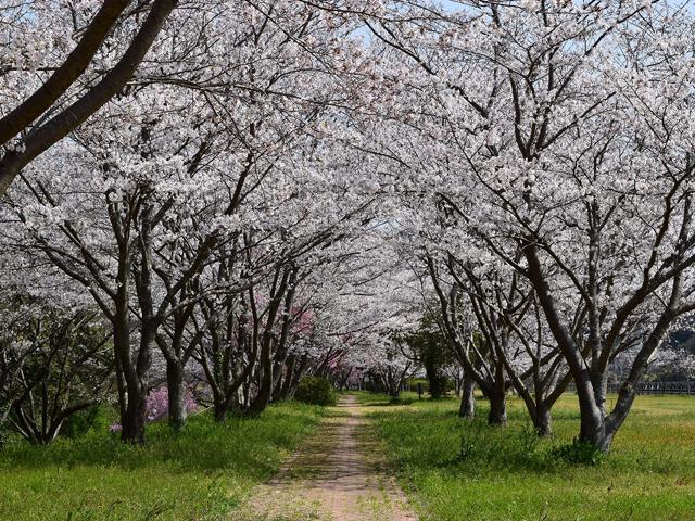 &lt;font color=&quot;#EE82EE&quot;&gt;&lt;strong&gt;桜づつみ公園&lt;/strong&gt;&lt;/font&gt;（宇佐市）&lt;br&gt;駅館川沿い約2kmにわたって桜が植えられているスポット。「桜のトンネル」や、広い敷地に桜が点在するお花見にピッタリな広場があります。川の対岸から桜並木を眺めるのもおすすめ。&lt;hr&gt;&lt;span style=&quot;font-size:14px;&quot;&gt;【DATA】&lt;br /&gt; 花の種類／ソメイヨシノ、八重桜&lt;br&gt;見頃／3月下旬～4月上旬&lt;br&gt;住所／宇佐市別府347-1&lt;br&gt;電話／0978-27-8171（宇佐市観光・ブランド課）&lt;br&gt;駐車場／あり&lt;br&gt;アクセス／宇佐ICから車で約7分、JR宇佐駅から車で約13分&lt;br&gt;