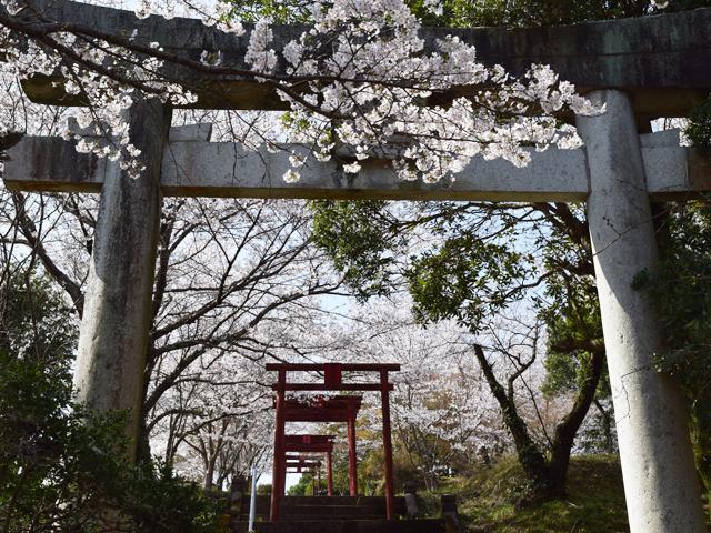 &lt;font color=&quot;#EE82EE&quot;&gt;&lt;strong&gt;響山公園&lt;/strong&gt;&lt;/font&gt;（宇佐市）&lt;br&gt;響山は市民の憩いの場として親しまれており、桜の季節には、別世界に入りこんだような景色となります。鳥居が連なる様子は、インスタ映え間違いなし！&lt;hr&gt;&lt;span style=&quot;font-size:14px;&quot;&gt;【DATA】&lt;br /&gt; 花の種類／桜&lt;br&gt;見頃／3月下旬～4月上旬&lt;br&gt;住所／宇佐市大字四日市小菊地&lt;br&gt;電話／0978-37-0202（宇佐市観光協会）&lt;br&gt;駐車場／15台&lt;br&gt;アクセス／宇佐ICから車で約5分&lt;br&gt;&lt;a href=&quot;https://www.city.usa.oita.jp/tourist/touristspot/touristspot2/touristspot3/10168.html&quot; target=&quot;_blank&quot;&gt;&lt;font color=&quot;#0033ff&quot;&gt;詳細はこちら&lt;/font&gt;&lt;/a&gt;&lt;/span&gt;