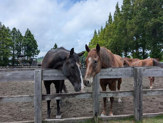 ▲馬はおとなしいので、乗馬の後は触れ合いの時間を楽しもう