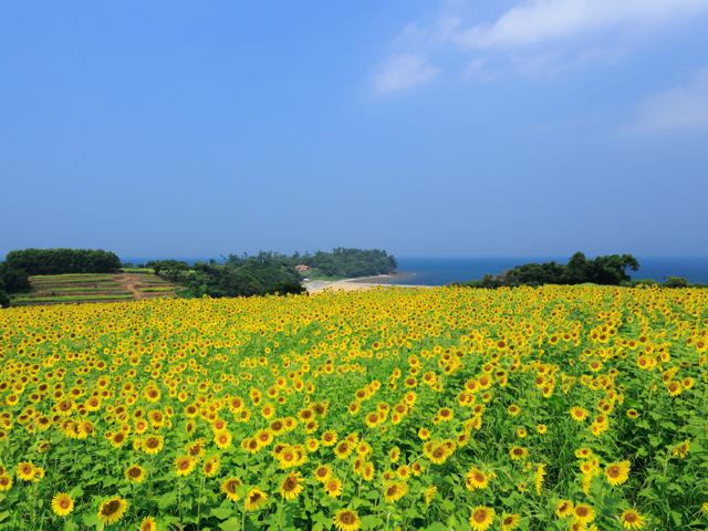 &lt;font color=&quot;#800080&quot;&gt;&lt;strong&gt;花とアートの岬 長崎鼻&lt;/strong&gt;&lt;/font&gt;（豊後高田市）&lt;br&gt;国東半島の先端に位置する岬。年中どこかで花が咲き、敷地内には、オノ・ヨーコ氏やチェ・ジョンファ氏をはじめ、国内作家の作品も多く点在しており、散策しながら花と芸術作品を楽しむことができます。&lt;br&gt;&lt;span style=&quot;font-size:14px;&quot;&gt;&lt;strong&gt;&lt;hr&gt;【DATA】 &lt;/strong&gt;&lt;br /&gt; 住所／豊後高田市見目4060&lt;br&gt;電話／0978-54-2237（長崎鼻リゾートキャンプ場）&lt;br&gt;&lt;a href=&quot; https://www.nagasakibana-oita.jp/&quot; target=&quot;_blank&quot;&gt;&lt;font color=&quot;#0033ff&quot;&gt;詳細はこちら&lt;/font&gt;&lt;/a&gt;&lt;/span&gt;&lt;br&gt;