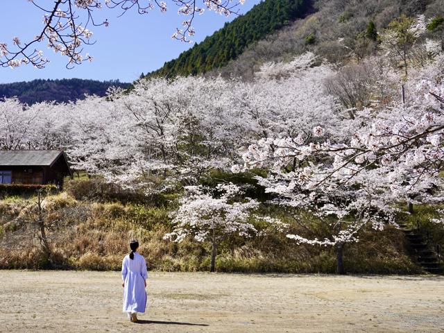 &lt;font color=&quot;#EE82EE&quot;&gt;&lt;strong&gt;口の原ふれあい広場(口の原桜公園)&lt;/strong&gt;&lt;/font&gt;（由布市）&lt;br&gt;由布市庄内町にある豊かな自然広がる、山あいの隠れた桜スポットです。450本の桜に包まれてのんびりと過ごせます。この時期道路脇に誘導看板が設置されるので、それを目印にすすんでください。&lt;hr&gt;&lt;span style=&quot;font-size:14px;&quot;&gt;【DATA】&lt;br /&gt; 花の種類／桜&lt;br&gt;見頃／3月下旬～4月上旬&lt;br&gt;住所／由布市庄内町&lt;br&gt;電話／097-582-1111(庄内振興局地域振興課)&lt;br&gt;駐車場／あり&lt;br&gt;アクセス／湯布院ICより車で約35分、JR小野屋駅より車で約15分&lt;br&gt;&lt;a href=&quot; https://www.city.yufu.oita.jp/kankou/kankou-2/kankou_cate1_2/kutinoharu &quot; target=&quot;_blank&quot;&gt;&lt;font color=&quot;#0033ff&quot;&gt;詳細はこちら&lt;/font&gt;&lt;/a&gt;&lt;/span&gt;