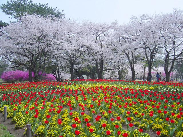 &lt;font color=&quot;#EE82EE&quot;&gt;&lt;strong&gt;別府公園&lt;/strong&gt;&lt;/font&gt;（別府市）&lt;br&gt;別府市の中心部に位置する、市民の憩いの場となっている公園。敷地内には広々とした芝生や噴水があり、のんびりと過ごすことができます。春は、池の周りに咲く色とりどりのチューリップとソメイヨシノの競演が見どころです。&lt;hr&gt;&lt;span style=&quot;font-size:14px;&quot;&gt;【DATA】&lt;br /&gt; 花の種類／ソメイヨシノ、チューリップ&lt;br&gt;見頃／3月下旬～4月上旬&lt;br&gt;住所／別府市大字別府野口原3018-1&lt;br&gt;電話／0977-21-1473（公園緑地課）&lt;br&gt;駐車場／あり&lt;br&gt;アクセス／別府ICから車で約10分&lt;br&gt;&lt;a href=&quot;https://www.city.beppu.oita.jp/sisetu/kouen_tyuusyajyou/03kouen_03-01beppu.html&quot; target=&quot;_blank&quot;&gt;&lt;font color=&quot;#0033ff&quot;&gt;詳細はこちら&lt;/font&gt;&lt;/a&gt;&lt;/span&gt;