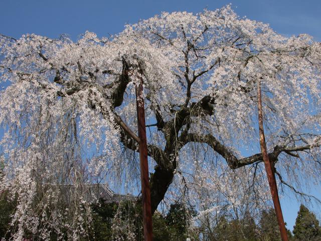 &lt;font color=&quot;#EE82EE&quot;&gt;&lt;strong&gt;小柿山 光円寺&lt;/strong&gt;&lt;/font&gt;（中津市）&lt;br&gt;樹齢は350年以上といわれ、幹の太さは約3ｍ・高さ10ｍ余りで、門前の市道に10ｍ四方に渡り垂れ下がっています。見事に咲き誇る姿は、息をのむ美しさです。&lt;hr&gt;&lt;span style=&quot;font-size:14px;&quot;&gt;【DATA】&lt;br /&gt; 花の種類／しだれ桜&lt;br&gt;見頃／3月下旬～4月上旬&lt;br&gt;住所／中津市耶馬溪町大字深耶馬（小柿山集落）&lt;br&gt;電話／0979-54-3111（中津市耶馬溪支所地域振興課）&lt;br&gt;アクセス／中津ICから車で約35分&lt;br&gt;&lt;a href=&quot;https://nakatsuyaba.com/?introduce=koenjishidare&quot; target=&quot;_blank&quot;&gt;&lt;font color=&quot;#0033ff&quot;&gt;詳細はこちら&lt;/font&gt;&lt;/a&gt;&lt;/span&gt;