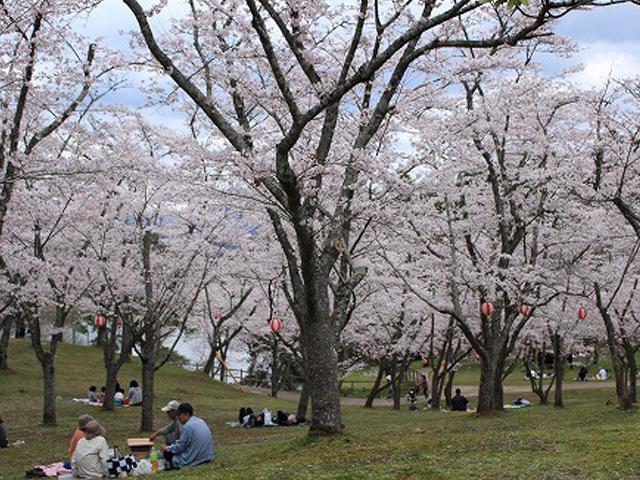 &lt;font color=&quot;#EE82EE&quot;&gt;&lt;strong&gt;萩尾公園&lt;/strong&gt;&lt;/font&gt;（日田市）&lt;br&gt;「野鳥・紅葉・冒険」をテーマにした総合公園で、桜の本数は日田市内最多の約1100本を誇る日田の名桜スポットです。遊具などもあり、子供とのんびり過ごせます。&lt;hr&gt;&lt;span style=&quot;font-size:14px;&quot;&gt;【DATA】&lt;br /&gt; 花の種類／桜&lt;br&gt;見頃／4月上旬&lt;br&gt;住所／日田市二串2893-30&lt;br&gt;電話／0973-22-2036（日田市観光協会）&lt;br&gt;駐車場／あり&lt;br&gt;アクセス／日田ICから車で約10分&lt;br&gt;&lt;a href=&quot;https://www.oidehita.com/archives/415&quot; target=&quot;_blank&quot;&gt;&lt;font color=&quot;#0033ff&quot;&gt;詳細はこちら&lt;/font&gt;&lt;/a&gt;&lt;/span&gt;