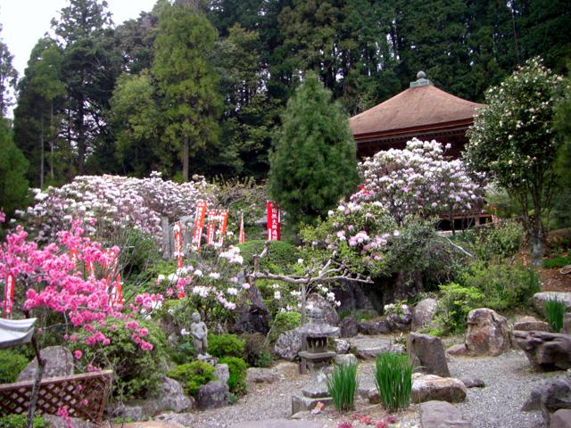 &lt;font color=&quot;#EE82EE&quot;&gt;&lt;strong&gt;神角寺（じんかくじ）&lt;/strong&gt;&lt;/font&gt;（豊後大野市）&lt;br&gt;千年以上の歴史を持つ古刹。境内には約400本ものシャクナゲが植えられており、深紅や濃い桃色、淡いピンクなど、様々な色で埋め尽くされます。約1,500万年前の溶結凝灰岩の柱状節理からなる尾根上に立地しているため、眺めも抜群です。&lt;hr&gt;&lt;span style=&quot;font-size:14px;&quot;&gt;【DATA】&lt;br /&gt; 花の種類／シャクナゲ&lt;br&gt;見頃／4月上旬～4月下旬&lt;br&gt;住所／豊後大野市朝地町島田1354&lt;br&gt;電話／0974-72-1111（豊後大野市朝地支所）&lt;br&gt;駐車場／40台&lt;br&gt;アクセス／大野ICから車で約20分&lt;br&gt;&lt;a href=&quot;https://www.visit-oita.jp/spots/detail/4550&quot; target=&quot;_blank&quot;&gt;&lt;font color=&quot;#0033ff&quot;&gt;詳細はこちら&lt;/font&gt;&lt;/a&gt;&lt;/span&gt;