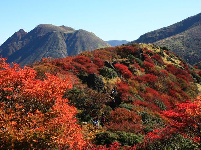 &lt;font color=&quot;#800000&quot;&gt;&lt;strong&gt;くじゅう連山&lt;/strong&gt;&lt;/font&gt;（九重町）&lt;br&gt;九州本土最高峰の中岳（標高1,791m）をはじめ、標高約1,700m級の山々が連なっており、“九州の屋根”とも呼ばれています。5月下旬から6月中旬にかけて、ミヤマキリシマが山頂をピンクに染め、秋には鮮やかな紅葉が山々を彩ります。&lt;br&gt;&lt;hr&gt;&lt;span style=&quot;font-size:14px;&quot;&gt;【DATA】&lt;br /&gt; 住所／九重町田野&lt;br&gt;電話／0973-79-2154（長者原ビジターセンター）&lt;br&gt;見頃／10月下旬～11月中旬&lt;br&gt;&lt;a href=&quot;https://kujufanclub.com/&quot; target=&quot;_blank&quot;&gt;&lt;font color=&quot;#0033ff&quot;&gt;詳細はこちら&lt;/font&gt;&lt;/a&gt;&lt;/span&gt;