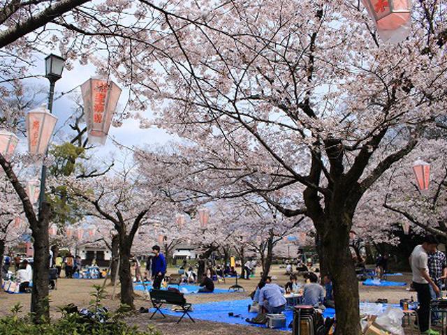 &lt;font color=&quot;#EE82EE&quot;&gt;&lt;strong&gt;亀山公園&lt;/strong&gt;&lt;/font&gt;（日田市）&lt;br&gt;水郷日田のシンボルである「三隈川」のすぐそばの公園で、地元で人気のスポットでお花見の名所。三隈川沿いの遊歩道と一緒に散策するのもおすすめです。&lt;hr&gt;&lt;span style=&quot;font-size:14px;&quot;&gt;【DATA】&lt;br /&gt; 花の種類／桜&lt;br&gt;見頃／4月上旬&lt;br&gt;住所／日田市中ノ島町&lt;br&gt;電話／0973-22-2036（日田市観光協会）&lt;br&gt;駐車場／50台&lt;br&gt;アクセス／日田ICから車で約10分&lt;br&gt;&lt;a href=&quot;https://www.city.hita.oita.jp/soshiki/doboku/toshiseibika/koenryokuchi/koen/3364.html&quot; target=&quot;_blank&quot;&gt;&lt;font color=&quot;#0033ff&quot;&gt;詳細はこちら&lt;/font&gt;&lt;/a&gt;&lt;/span&gt;