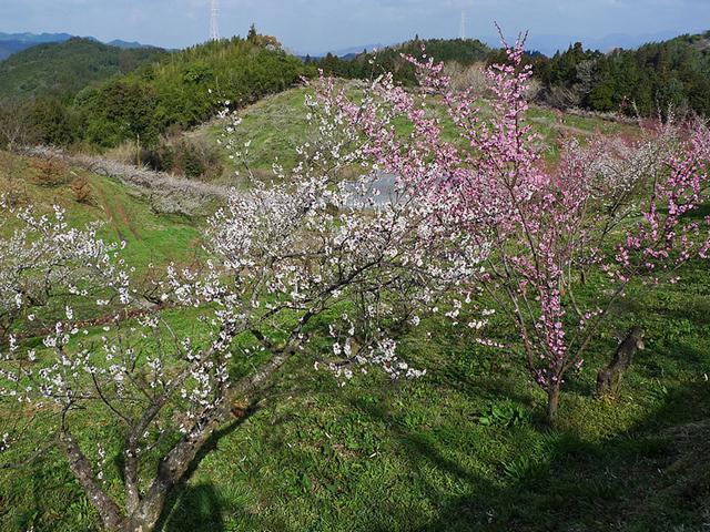 &lt;font color=&quot;#EE82EE&quot;&gt;&lt;strong&gt;ふるや台梅園&lt;/strong&gt;&lt;/font&gt;（日田市）&lt;br&gt;「おおくぼ台梅園」と共に、梅で有名な日田市大山町。県内でも屈指の梅のスポットで、4haの敷地に約3,000本の梅の木があります。見頃の時期ともなると、梅の良い香りが辺り一面に漂い、可憐で可愛い花が見られます。&lt;hr&gt;&lt;span style=&quot;font-size:14px;&quot;&gt;【DATA】&lt;br /&gt; 花の種類／梅&lt;br&gt;見頃／2月下旬～3月中旬&lt;br&gt;住所／日田市大山町東大山&lt;br&gt;電話／0973-52-3101（日田市大山振興局）&lt;br&gt;駐車場／梅園内の散策道脇に駐車可&lt;br&gt;アクセス／日田ICから車で約35分&lt;br&gt;