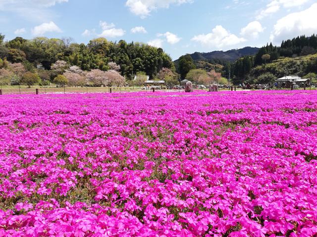 &lt;font color=&quot;#EE82EE&quot;&gt;&lt;strong&gt;臼杵石仏公園&lt;/strong&gt;&lt;/font&gt;（臼杵市）&lt;br&gt;国宝臼杵石仏下にある「臼杵石仏公園」では、鮮やかなピンク色の「芝桜」が地面を埋め尽くします。近くで見るのはもちろん、石仏からの眺めもおすすめ。&lt;hr&gt;&lt;span style=&quot;font-size:14px;&quot;&gt;【DATA】&lt;br /&gt; 花の種類／芝桜&lt;br&gt;見頃／4月中旬～&lt;br&gt;住所／臼杵市大字深田804-1&lt;br&gt;電話／0972-64-7130（臼杵市観光協会）&lt;br&gt;駐車場／あり&lt;br&gt;アクセス／臼杵ICから車で約15分&lt;br&gt;&lt;a href=&quot;https://sekibutsu.com/sekibutsu_flower/&quot; target=&quot;_blank&quot;&gt;&lt;font color=&quot;#0033ff&quot;&gt;詳細はこちら&lt;/font&gt;&lt;/a&gt;&lt;/span&gt;