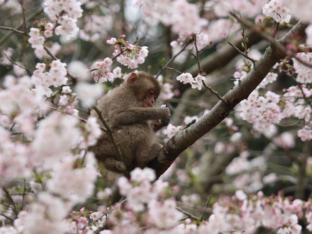 &lt;font color=&quot;#EE82EE&quot;&gt;&lt;strong&gt;国立公園 高崎山自然動物園&lt;/strong&gt;&lt;/font&gt;（大分市）&lt;br&gt;野生のサルと楽しめる、自然満喫スポット野生のサルの餌付けで有名な高崎山は、桜の名所でもあります。檻もなく観光客のすぐそばまでやってくるサルたちを楽しみながら美しい桜を楽しめるのは春だけのお楽しみ。&lt;hr&gt;&lt;span style=&quot;font-size:14px;&quot;&gt;【DATA】&lt;br /&gt; 花の種類／ソメイヨシノ&lt;br&gt;見頃／3月下旬～4月上旬&lt;br&gt;住所／大分市大字神崎ウト3098-1&lt;br&gt;電話／097-532-5010&lt;br&gt;駐車場／あり&lt;br&gt;アクセス／大分ICから車で約25分&lt;br&gt;&lt;a href=&quot; https://www.takasakiyama.jp/&quot; target=&quot;_blank&quot;&gt;&lt;font color=&quot;#0033ff&quot;&gt;詳細はこちら&lt;/font&gt;&lt;/a&gt;&lt;/span&gt;