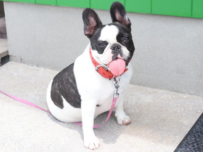 ▲看板犬のゴーグル君が愛嬌たっぷりに迎えてくれる