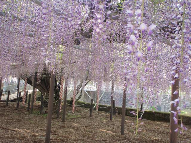 &lt;font color=&quot;#EE82EE&quot;&gt;&lt;strong&gt;西寒多（ささむた）神社&lt;/strong&gt;&lt;/font&gt;（大分市）&lt;br&gt;西寒多のフジは樹齢450年を重ね、大分市指定天然記念物に指定されています。枝は約330㎡に広がっており、甘酸っぱい香りは訪れた人を魅了します。また、境内に続く神苑では樹齢100年余りの平戸ツツジも満開になります。&lt;hr&gt;&lt;span style=&quot;font-size:14px;&quot;&gt;【DATA】&lt;br /&gt; 花の種類／フジ&lt;br&gt;見頃／4月下旬～5月上旬&lt;br&gt;住所／大分市大字寒田1644&lt;br&gt;電話／097-569-4182&lt;br&gt;駐車場／あり&lt;br&gt;アクセス／光吉ICから車で約10分&lt;br&gt;&lt;a href=&quot;https://www.oishiimati-oita.jp/spots/detail/108&quot; target=&quot;_blank&quot;&gt;&lt;font color=&quot;#0033ff&quot;&gt;詳細はこちら&lt;/font&gt;&lt;/a&gt;&lt;/span&gt;